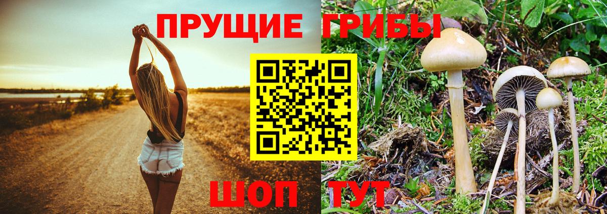Псилоцибиновые грибы прущие грибы Корсаков